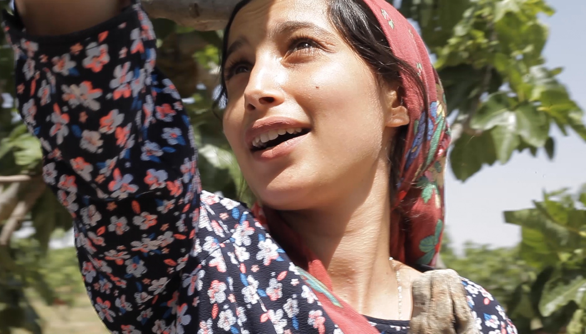 Under The Fig Trees